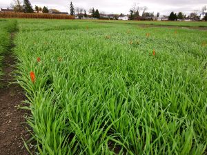 Winter barley trial plots at Ontario Crops Research Centre - New Liskeard
