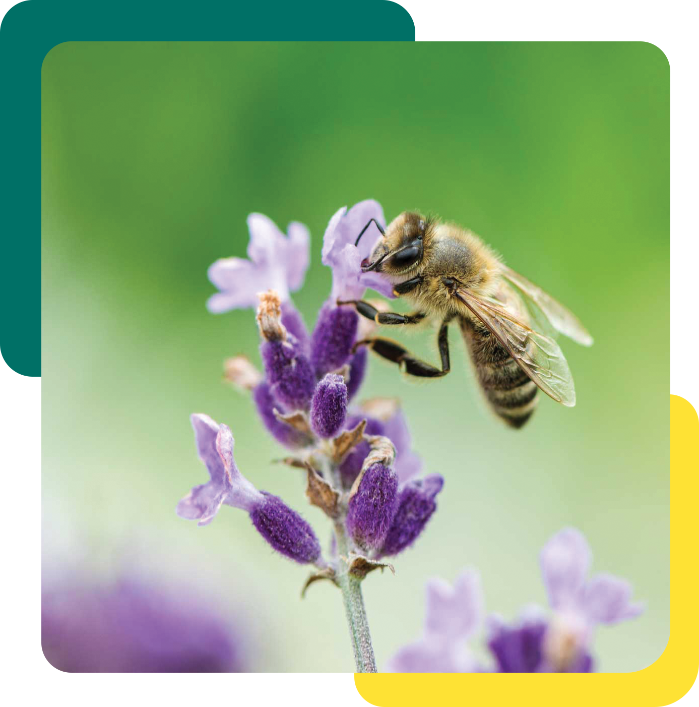 Honey Bee Health Initiative - Ontario Soil Crop