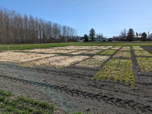 Winter barley plots spring 2022