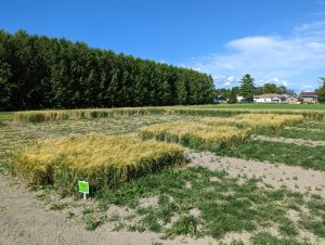 Winter barley plots summer 2022